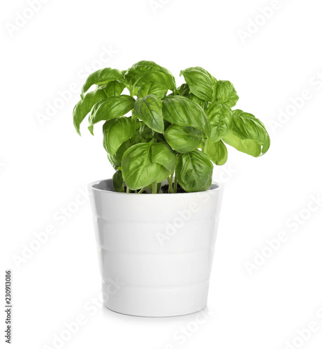 Pot with fresh green basil on white background