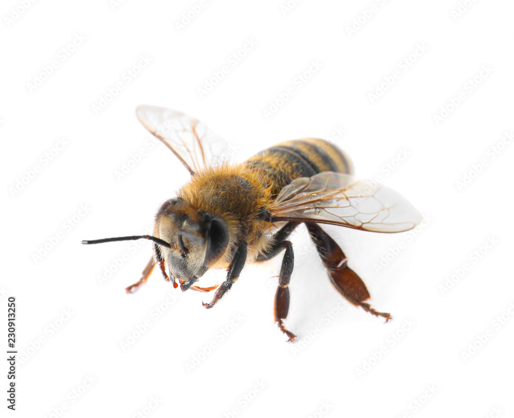 Beautiful honeybee on white background. Domesticated insect Beautiful honeybee on white background. Domesticated insect