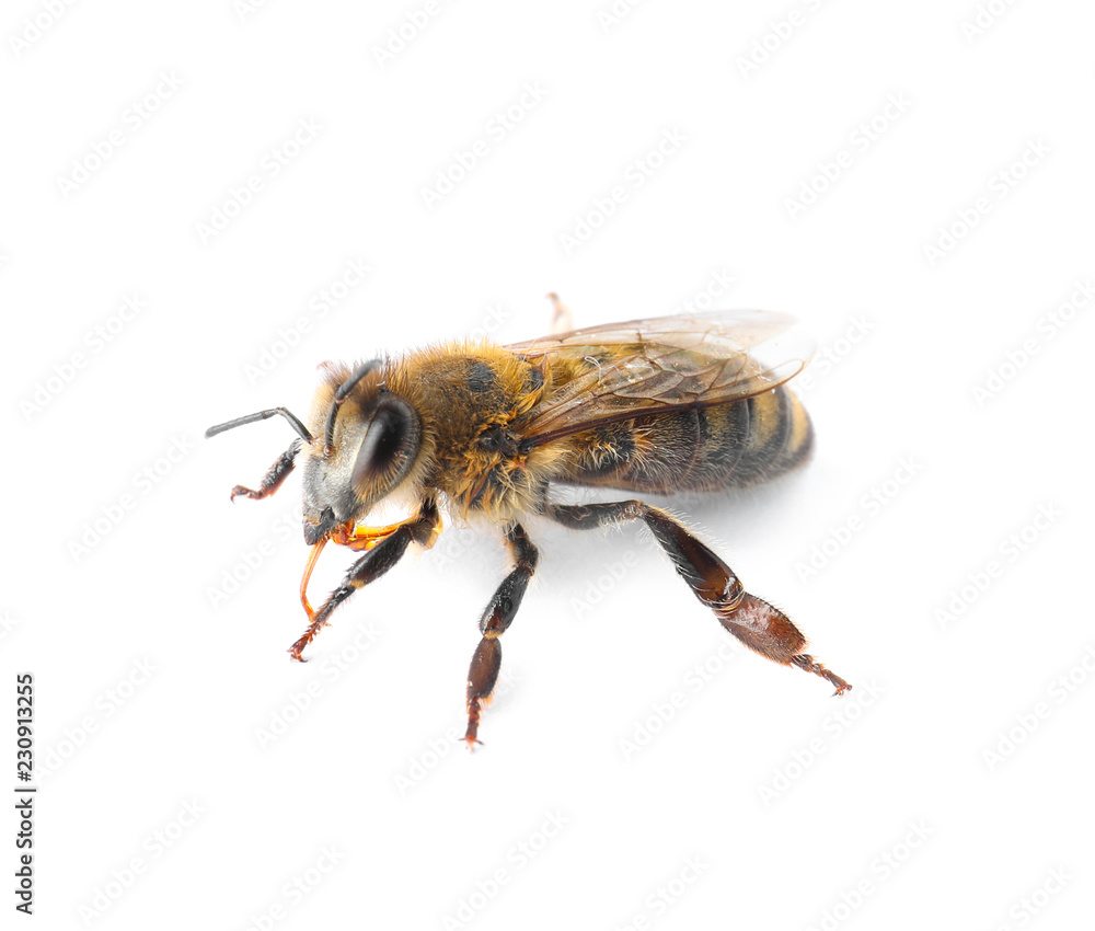 Beautiful honeybee on white background. Domesticated insect Beautiful honeybee on white background. Domesticated insect