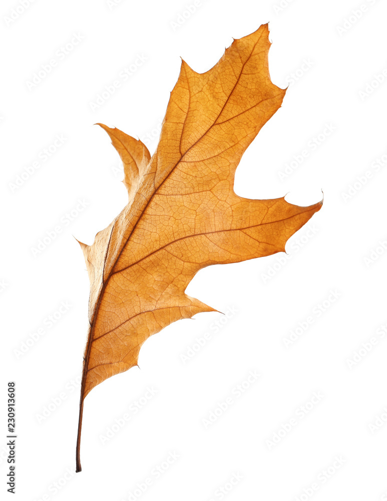 Beautiful autumn leaf on white background. Fall foliage Beautiful autumn leaf on white background. Fall foliage