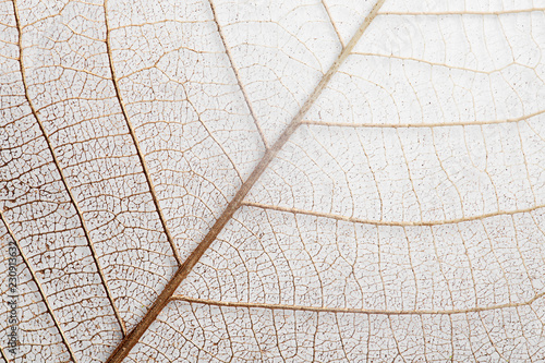 Closeup view of beautiful decorative skeleton leaf © New Africa