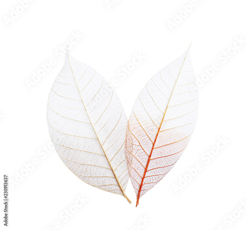 Beautiful decorative skeleton leaves on white background  top view