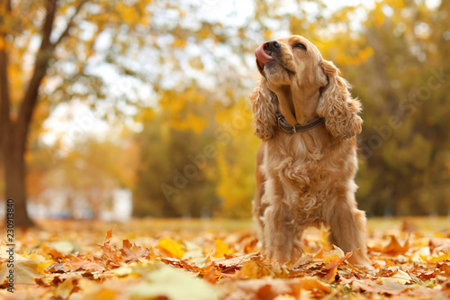 Fototapeta Naklejka Na Ścianę i Meble -  Cute Cocker Spaniel in park. Autumn walk