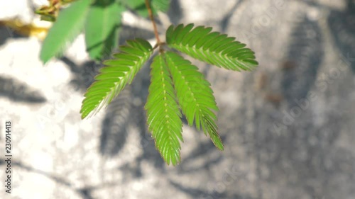 Sensitive plant fold its leaf when being touched. SLOW MOTION photo