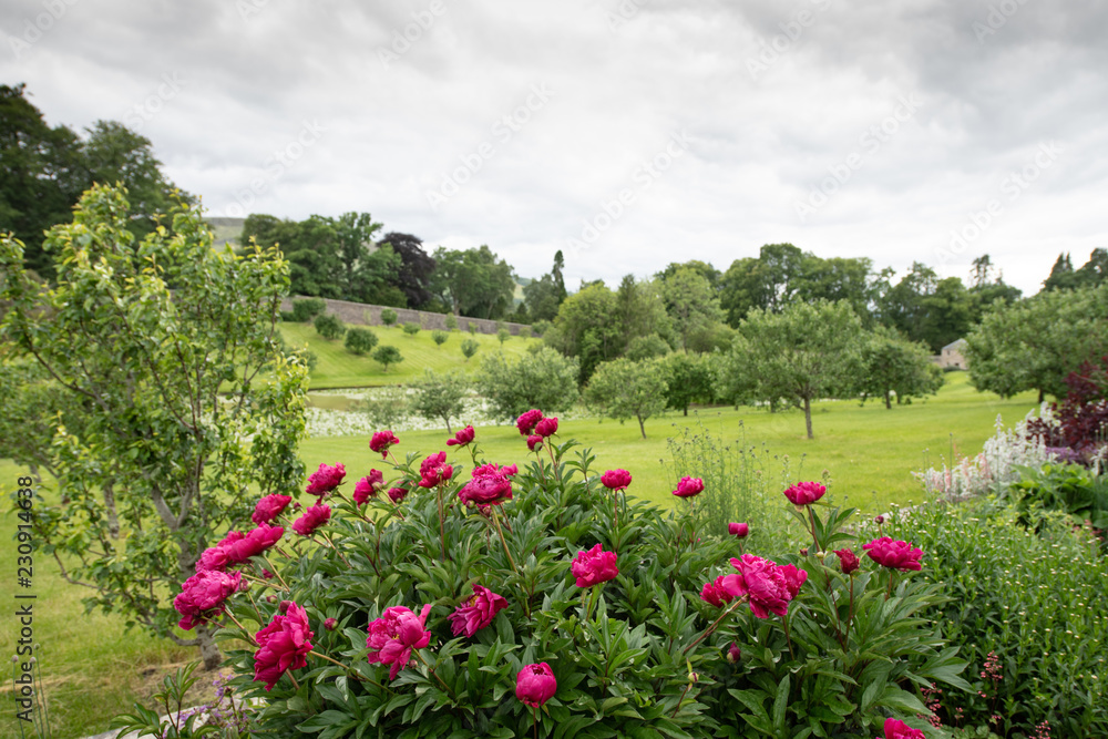 Im Vordergrund rosa Rosen dahinter eine  hügelige weiche Obstwiese in Schottland