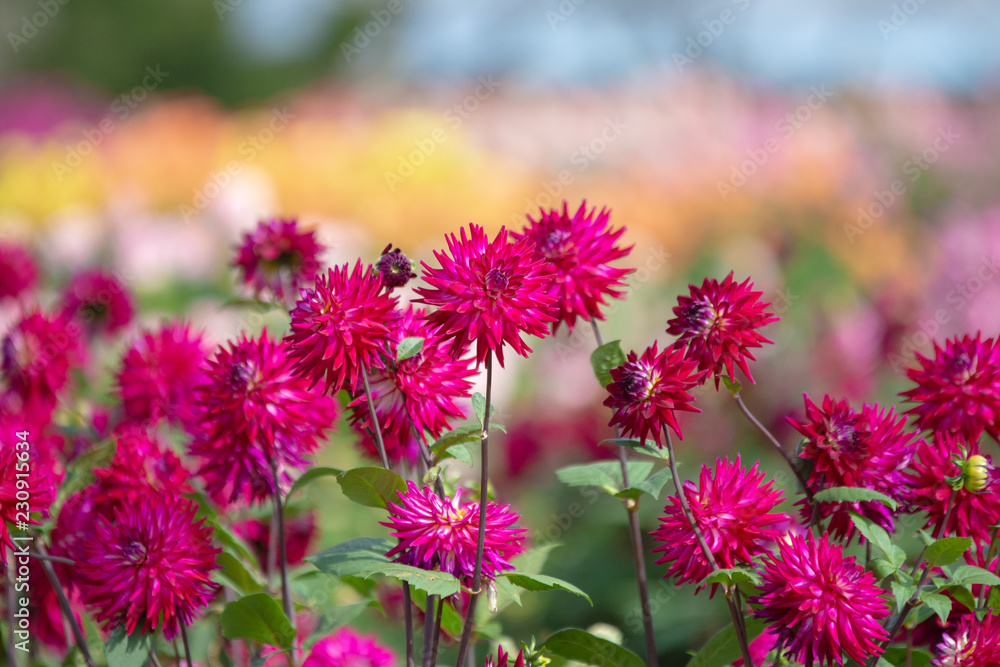 ダリアの花畑 ダリアの花畑