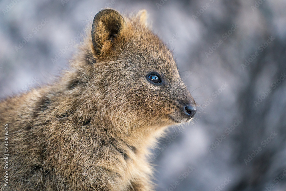 Naklejka premium Quokka