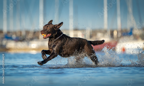 Choc brown labrador