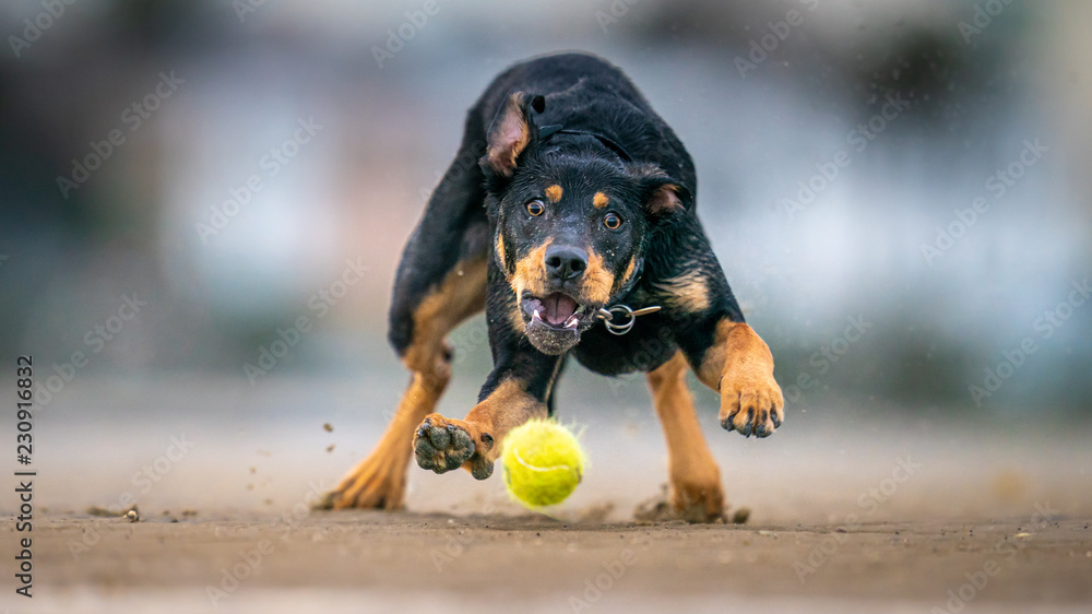 Dog Chasing Ball Stock Photo Adobe Stock