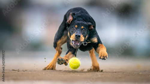Dog Chasing Ball