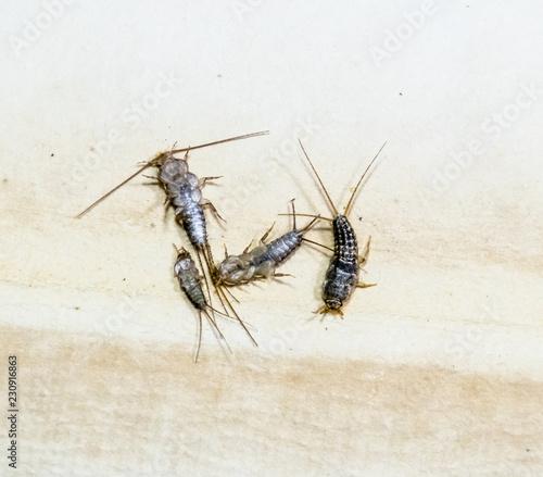 Insect feeding on paper - silverfish. Pest books and newspapers. Lepismatidae, Thermobia domestica. photo