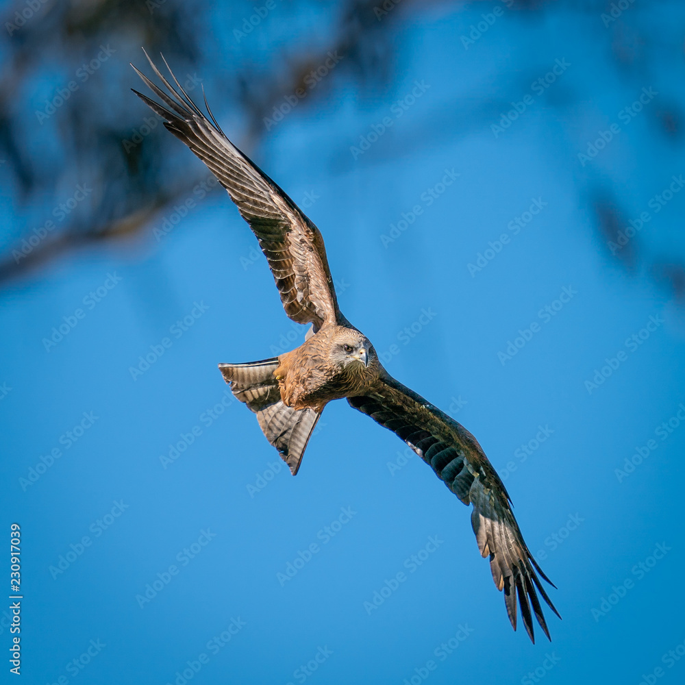 Obraz premium Australian Black Kite