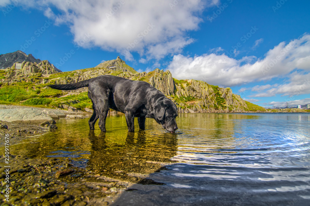 Fototapeta premium Durstiger Labrador im Bergsee