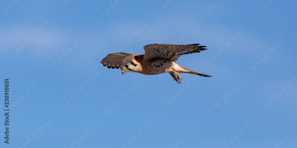 Obraz premium Hunting Kestrel