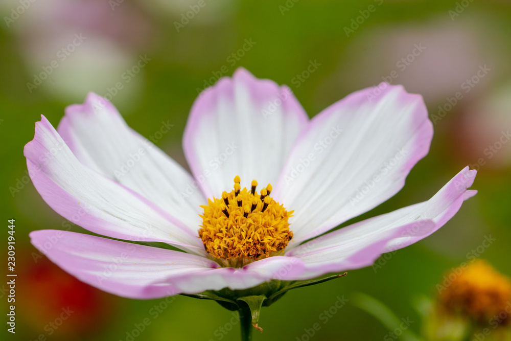 Cosmos Flower / Furusato Plaza in Sakura City, Chiba Prefecture, Japan Cosmos Flower / Furusato Plaza in Sakura City, Chiba Prefecture, Japan