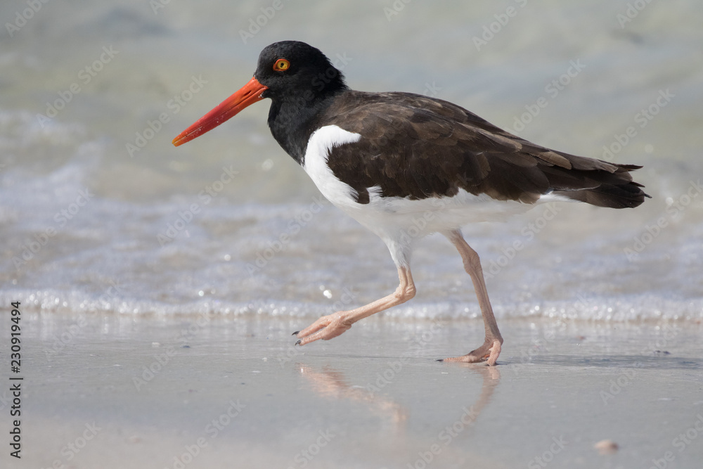 Beach Bird Beach Bird