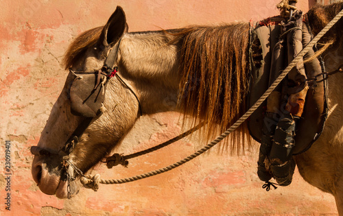 Mule