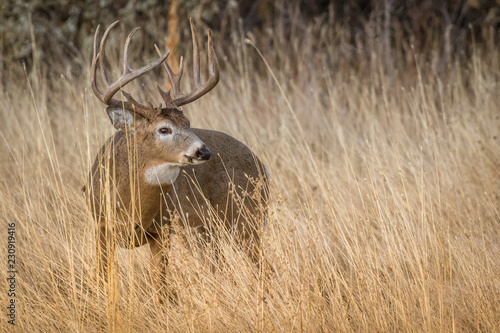 Buck Portrait in Tall Grass