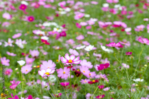 Cosmos Flower / Furusato Plaza in Sakura City, Chiba Prefecture, Japan photo