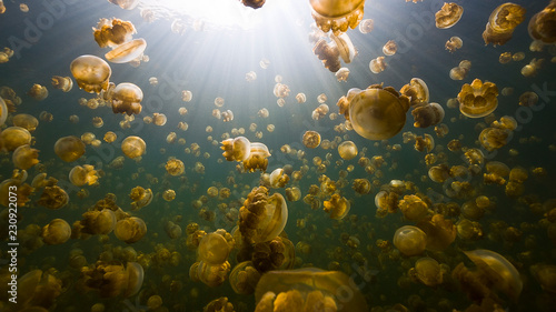 Jellyfish Lake Palau
