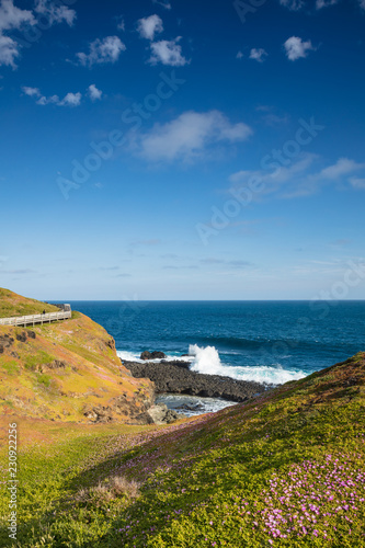 Pink wildflowers on the cliffs overlooking the rugged coastline at the Nobbies  Phillip island  Victoria  Australia