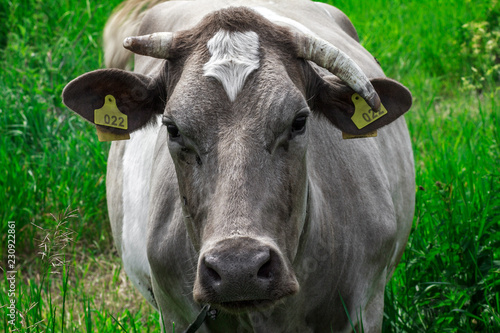 Cow with a number