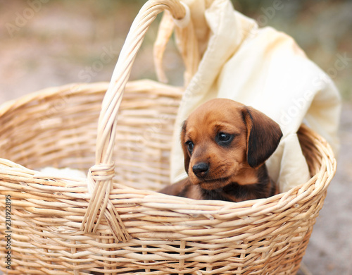 Puppy in the basket