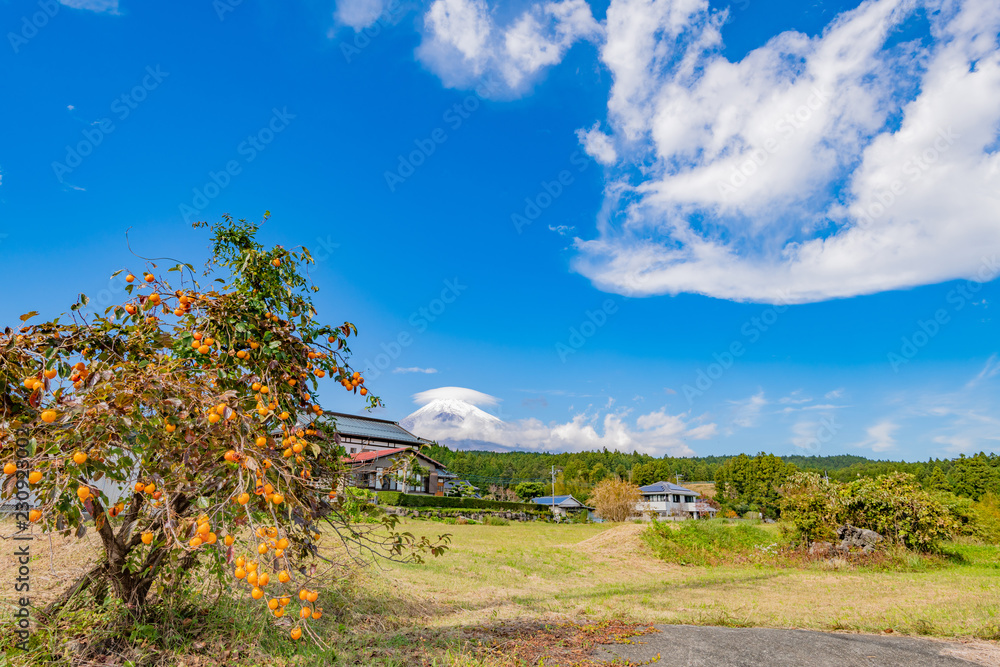 柿の木と笠雲をかぶった富士山　田舎イメージ