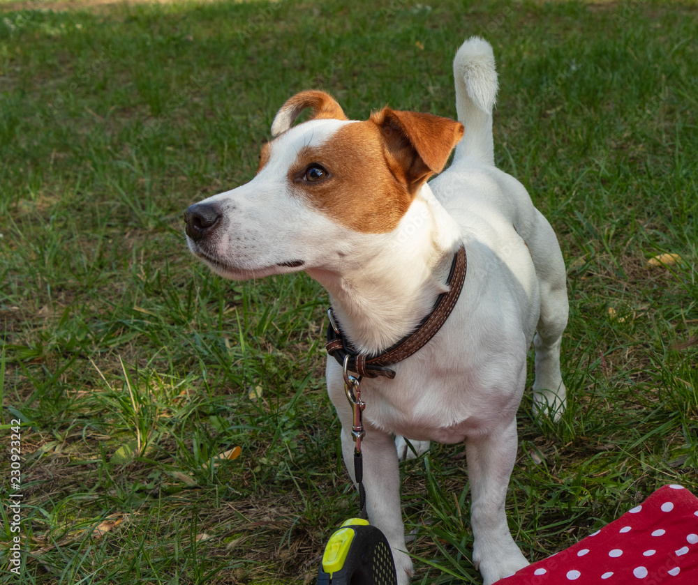 background. in the park on the green grass, the dog breed Jack Russell Terrier plays, the color is white with brown spots background. in the park on the green grass, the dog breed Jack Russell Terrier plays, the color is white with brown spots