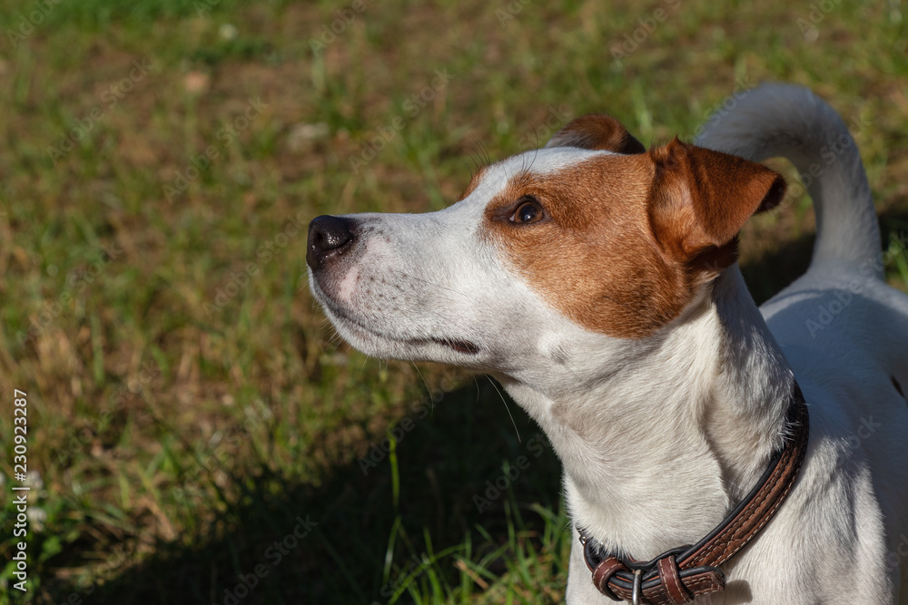 background. in the park on the green grass, the dog breed Jack Russell Terrier plays, the color is white with brown spots background. in the park on the green grass, the dog breed Jack Russell Terrier plays, the color is white with brown spots