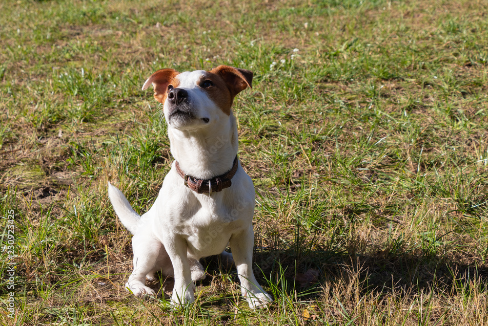 background. in the park on the green grass, the dog breed Jack Russell Terrier plays, the color is white with brown spots background. in the park on the green grass, the dog breed Jack Russell Terrier plays, the color is white with brown spots