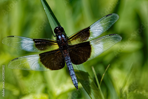A male Widow Skimmer clings to a blade of grass. These beautiful dragonflies can be found in Iowa throughout the summer months.
