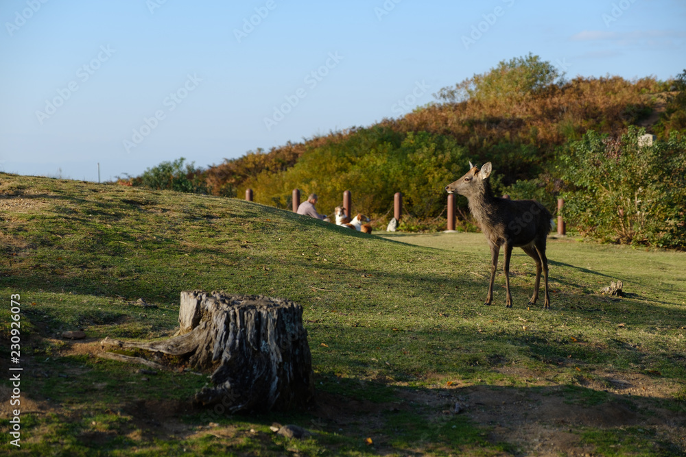 Obraz premium 若草山の鹿