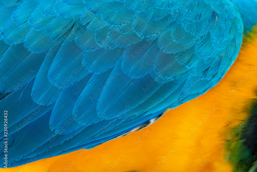 Fototapeta premium Closeup parrot feather Blue and gold macaw