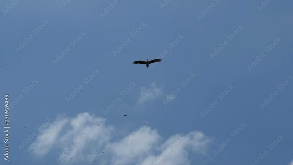 Group of Asian openbill flying on blue sky background, slow motion
Group of Asian openbill flying on blue sky background, slow motion