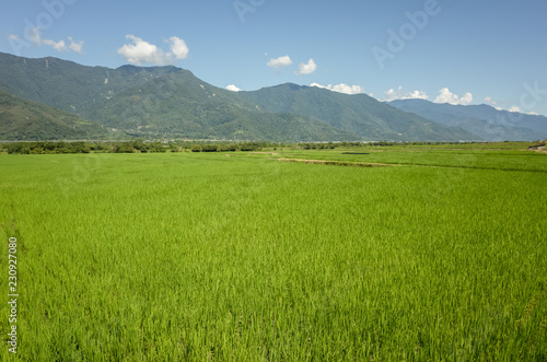 green paddy farm