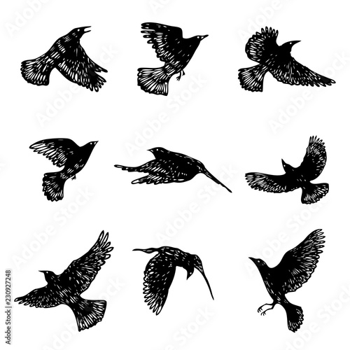 Wallpaper Mural Set of birds flock. Flying crows birds. Hand drawing. Vector. Torontodigital.ca