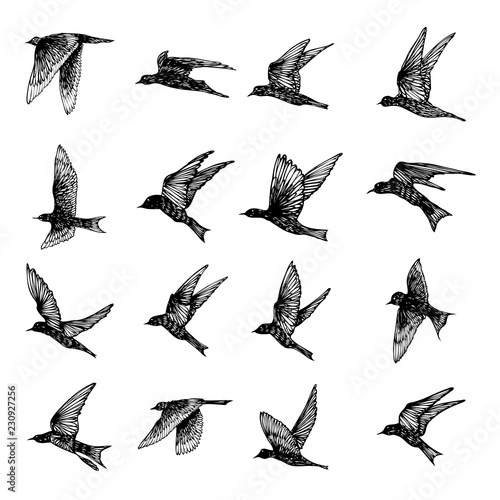 Set of birds flock, flying swallows, hand drawn textured sketch. Vector.