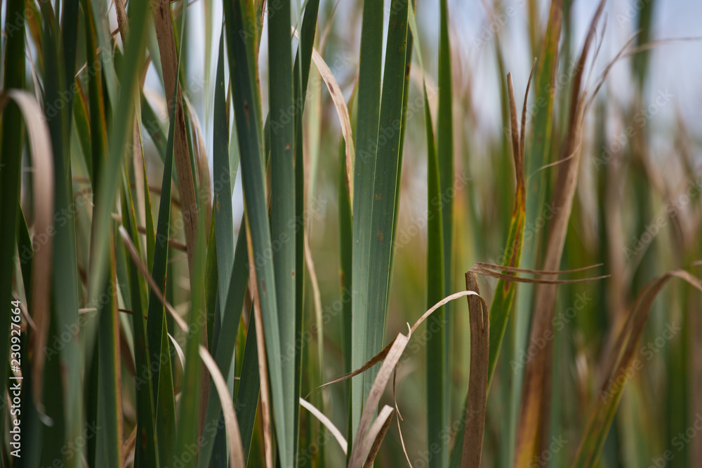 Fototapeta premium grass background