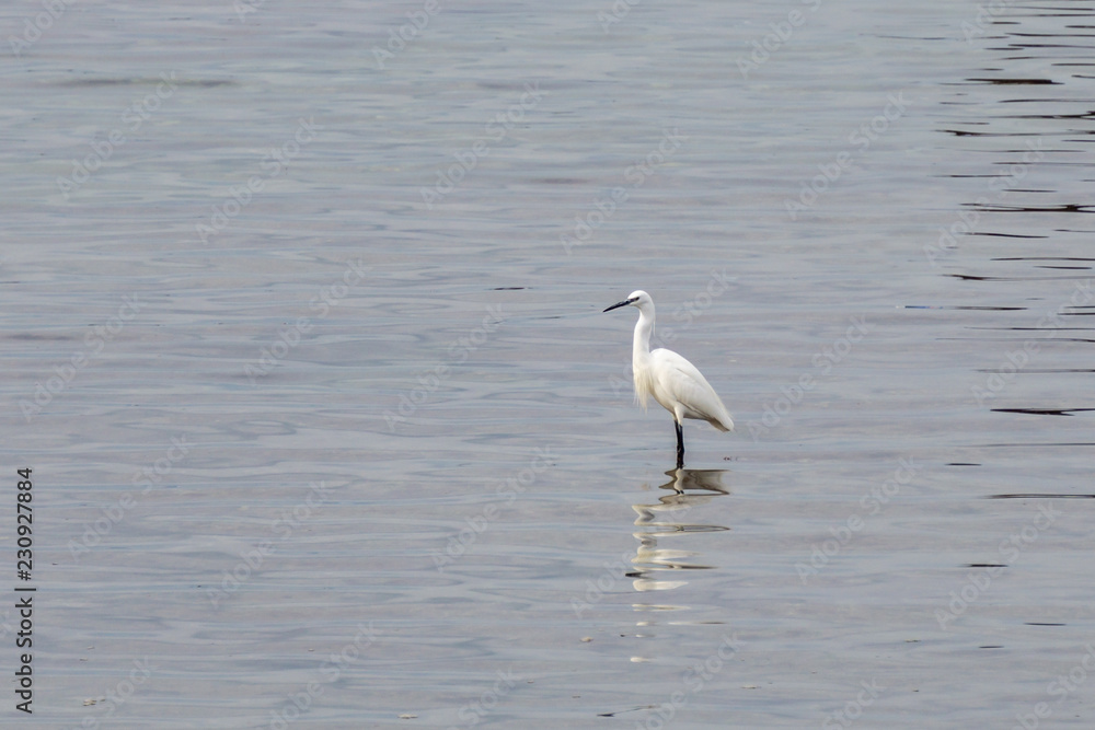 Obraz premium great common or large egret white heron standing on the water of Mediterranean Sea to catch fish.