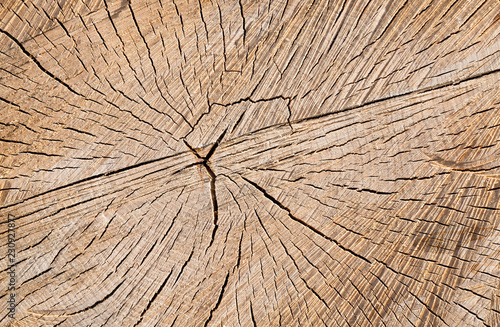 sawed birch tree trunk