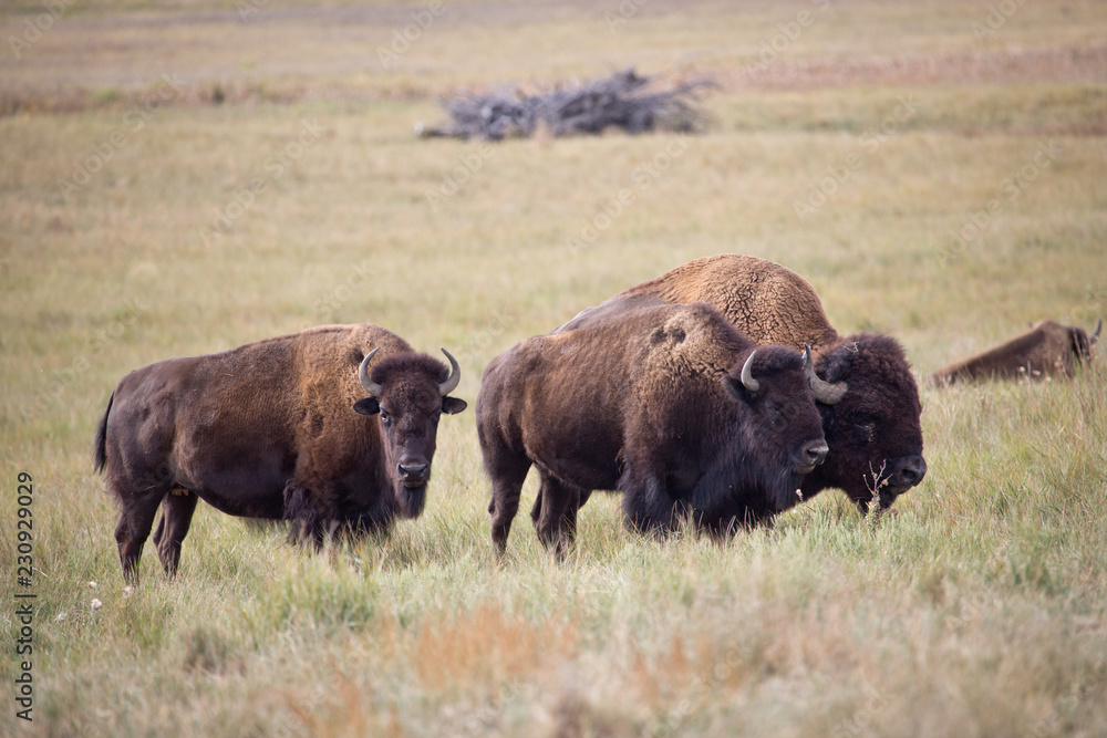 group of bison