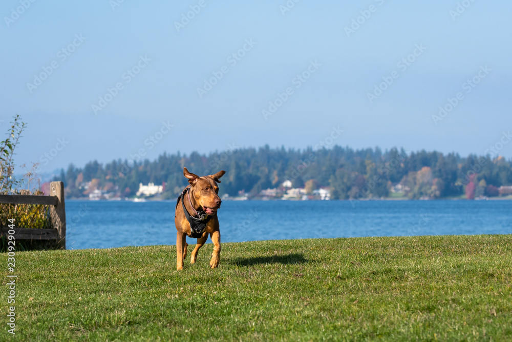Happy dog, Doberman Lab mix, running and playing in a grassy field with a lake and hillside neighborhood and blue sky in the background
Happy dog, Doberman Lab mix, running and playing in a grassy field with a lake and hillside neighborhood and blue sky in the background