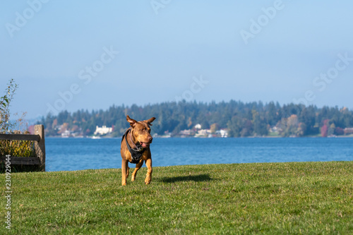 Happy dog, Doberman Lab mix, running and playing in a grassy field with a lake and hillside neighborhood and blue sky in the background
