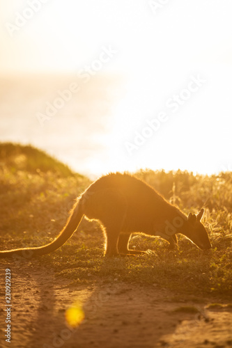 A Swamp Wallaby (Wallabia bicolor) feeding at sunset at Cape Woolamai, Phillip Island, Victoria, Australia