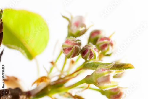 fruit tree flower photo