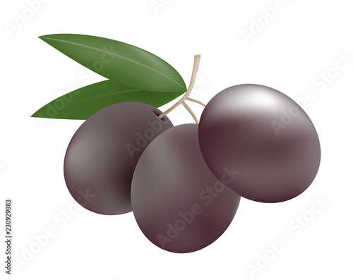 nature olive illustration