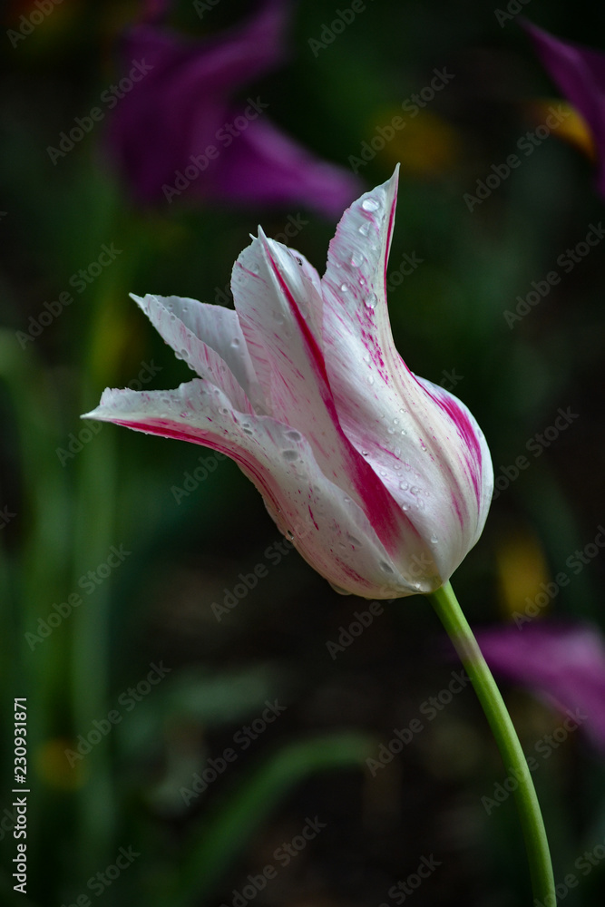 Fototapeta premium White and pink tulip solo