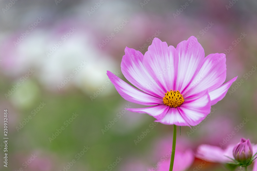 Cosmos Flower / Furusato Plaza in Sakura City, Chiba Prefecture, Japan Cosmos Flower / Furusato Plaza in Sakura City, Chiba Prefecture, Japan