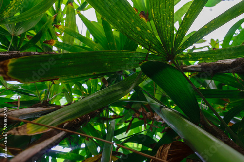 A lot of palm leaves covering the sky in the rainforest